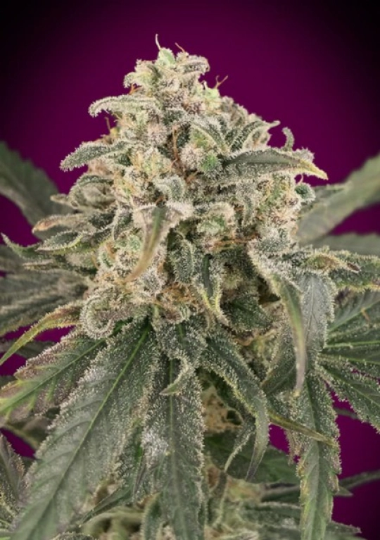 Amnesia XXL Auto – Advanced Seeds – Autoflowering