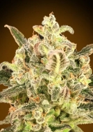 Biodiesel Mass XXL Auto Auto Seeds Advanced Seeds