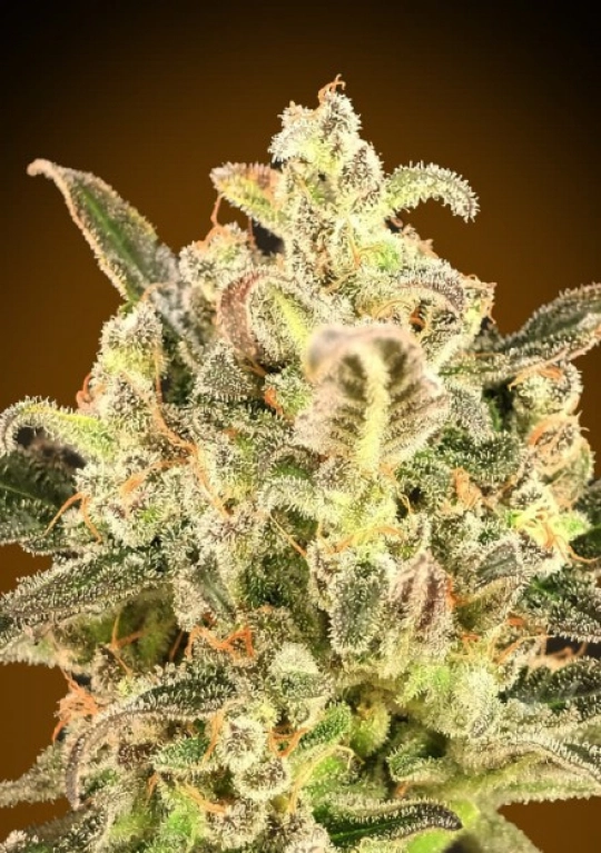 Biodiesel Mass XXL Auto – Advanced Seeds – Autoflowering