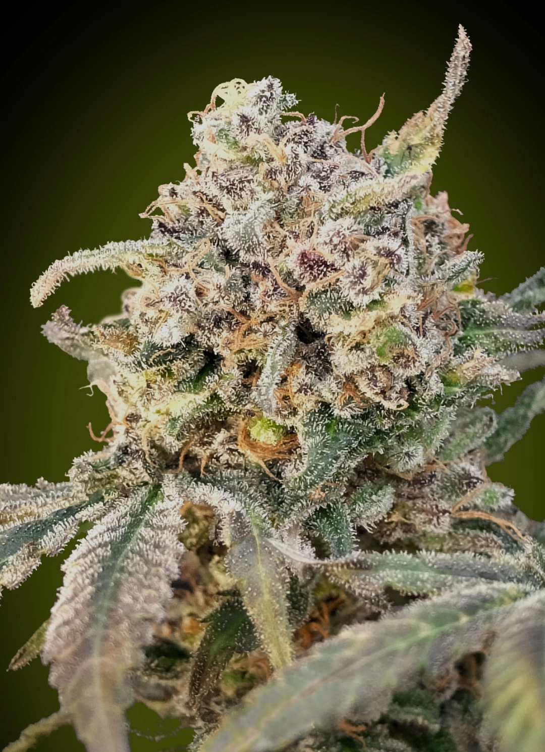 Somango Glue Auto – Advanced Seeds – Autoflowering