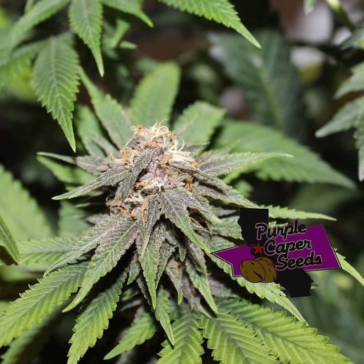 GOLD LINE MAC Daddy – Purple Caper Seeds – Regulär