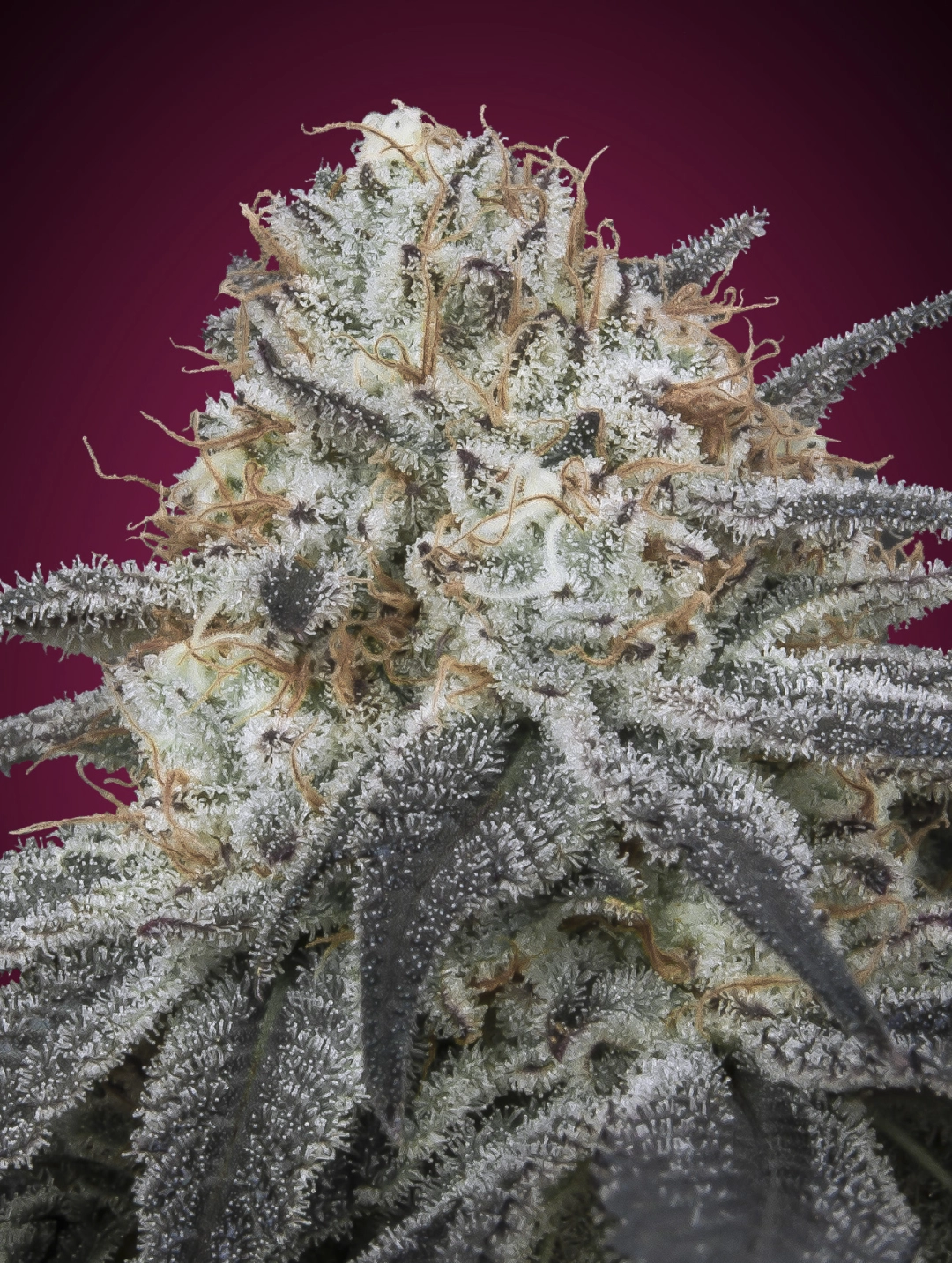 Slurricane Auto – Advanced Seeds – Autoflowering