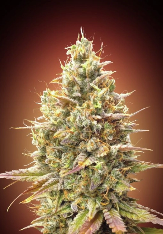 Strawberry Banana Auto – Advanced Seeds – Autoflowering
