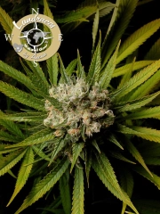 Landrace Collection Malawi Gold Feminized Seeds Anesia Seeds