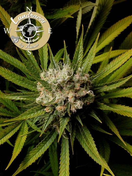 Landrace Collection Malawi Gold – Anesia Seeds – Feminisiert