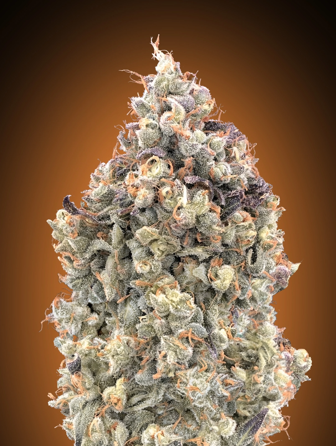 Watermelon OG Auto – Advanced Seeds – Autoflowering