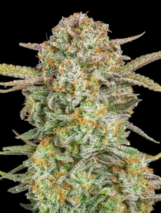 Bruce Banner XXL Auto – Advanced Seeds – Autoflowering