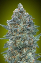 Critical Lemon CBD Auto Auto Seeds Advanced Seeds