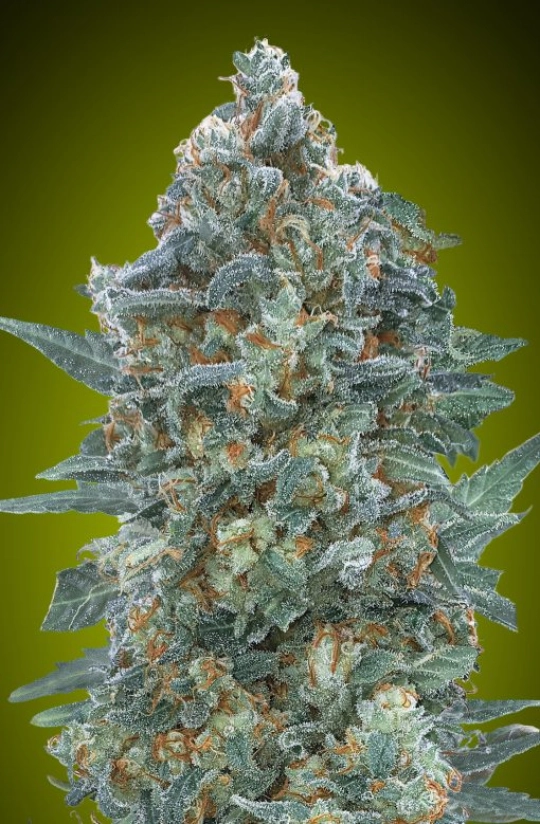 Critical Lemon CBD Auto – Advanced Seeds – Autoflowering