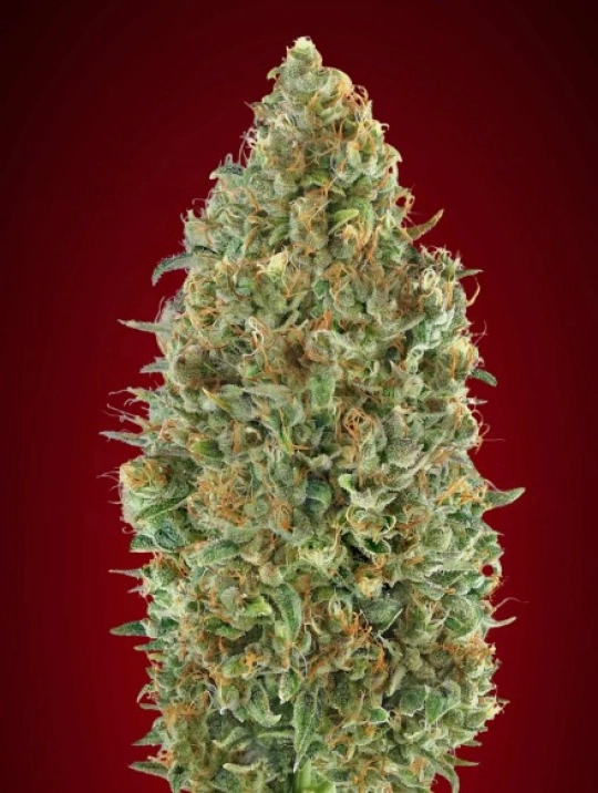Kaya 47 Auto – Advanced Seeds – Autoflowering