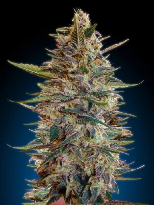 Blue Diesel Auto – Advanced Seeds – Autoflowering