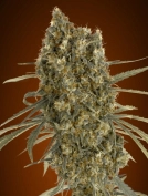 Jack Herer Auto Auto Seeds Advanced Seeds