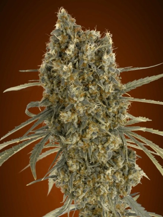 Jack Herer Auto – Advanced Seeds – Autoflowering