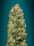 Afghan Skunk Auto Auto Seeds Advanced Seeds