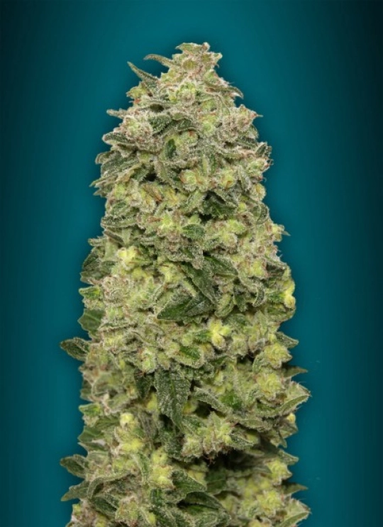 Afghan Skunk Auto – Advanced Seeds – Autoflowering