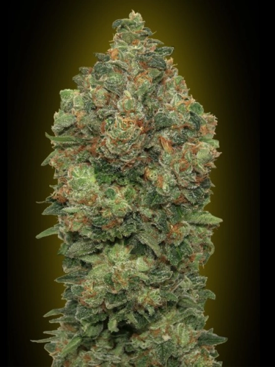 Critical Soma Auto – Advanced Seeds – Autoflowering