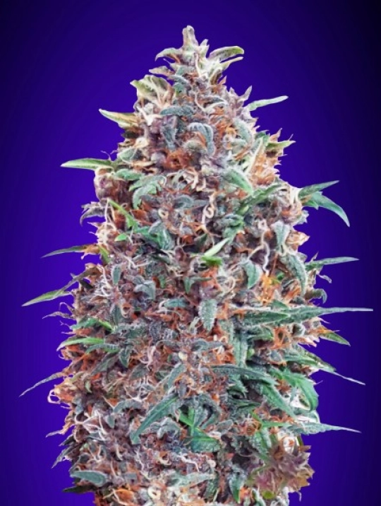Purple Diesel Auto – Advanced Seeds – Autoflowering