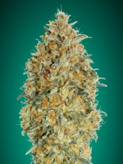 Gorilla Blue Auto Auto Seeds Advanced Seeds