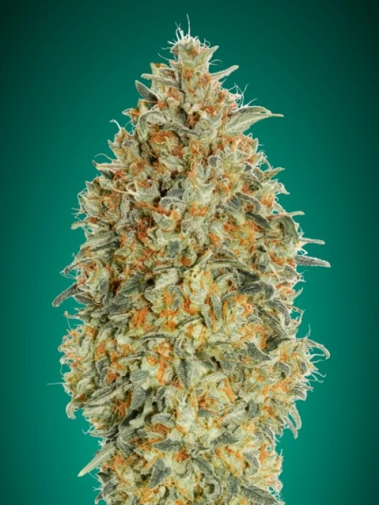 Gorilla Blue Auto – Advanced Seeds – Autoflowering