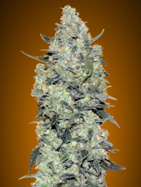 Critical Mass Auto – Advanced Seeds – Autoflowering