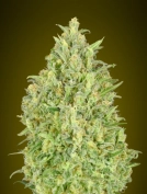Pineapple Glue Auto Auto Seeds Advanced Seeds