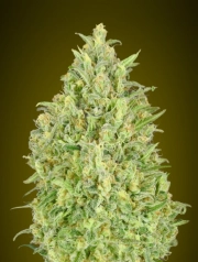 Pineapple Glue Auto Auto Seeds Advanced Seeds