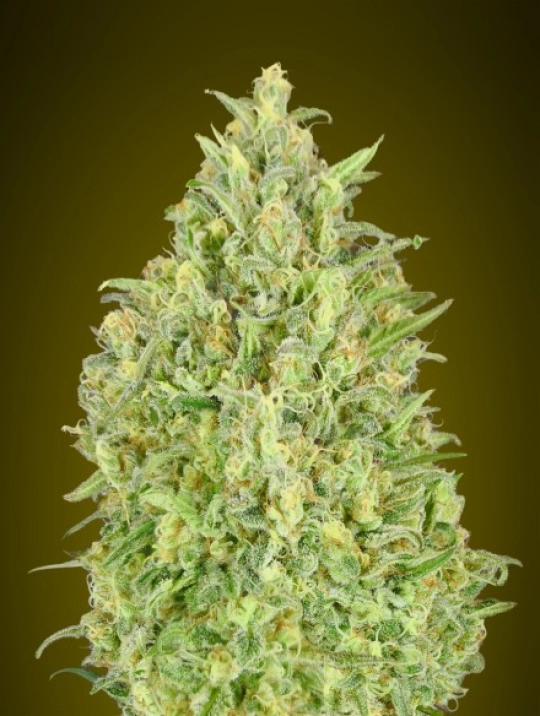 Pineapple Glue Auto – Advanced Seeds – Autoflowering