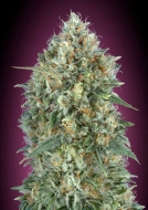 Gelato 33 Auto Auto Seeds Advanced Seeds