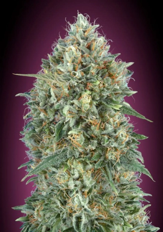 Gelato 33 Auto – Advanced Seeds – Autoflowering