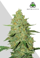 Acapulco Gold Auto Auto Seeds Auto Seeds