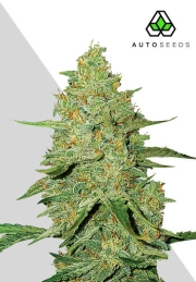 Acapulco Gold Auto Auto Seeds Auto Seeds