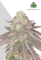 Rainbow Glue Auto Auto Seeds Auto Seeds