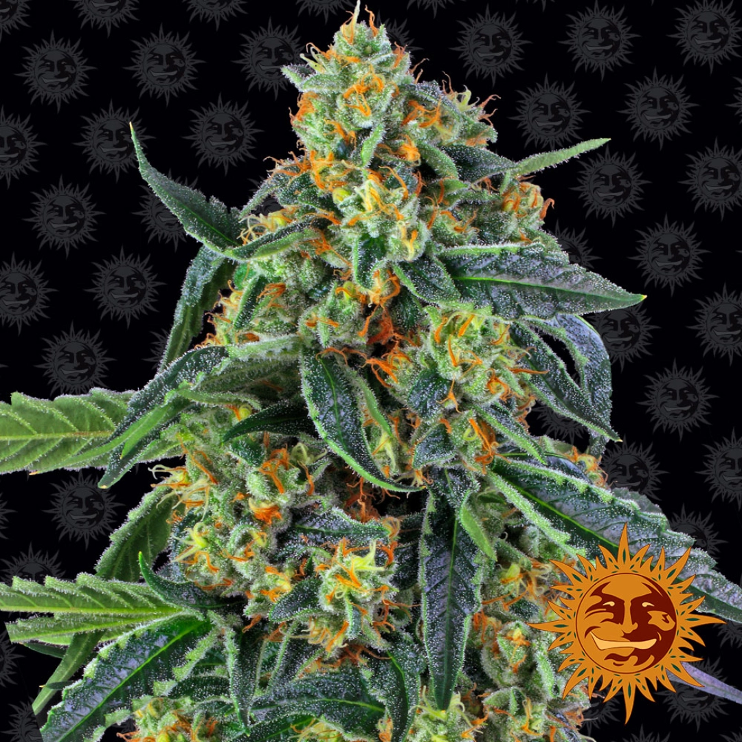 Cookies Kush Auto – Barneys Farm – Autoflowering
