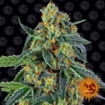 Cookies Kush Auto Auto Seeds Barneys Farm
