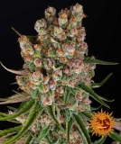 GMO Auto Auto Seeds Barneys Farm