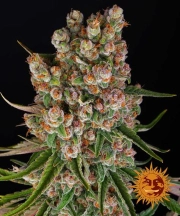 GMO Auto Auto Seeds Barneys Farm