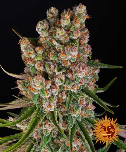 GMO Auto – Barneys Farm – Autoflowering