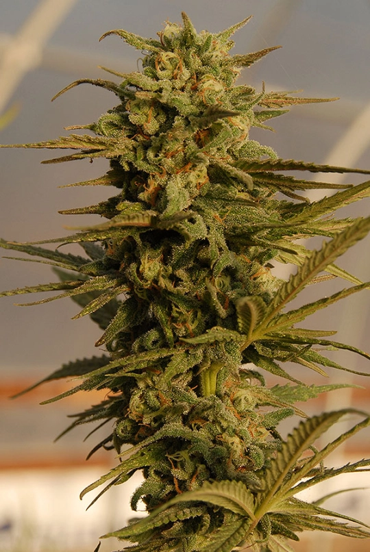 Julies Cookies Auto – Bighead Seeds – Autoflowering