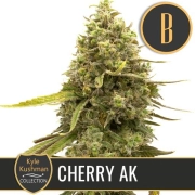 Kyle Kushmans Cherry AK – BlimBurn Seeds – Feminisiert – Produktansicht 2
