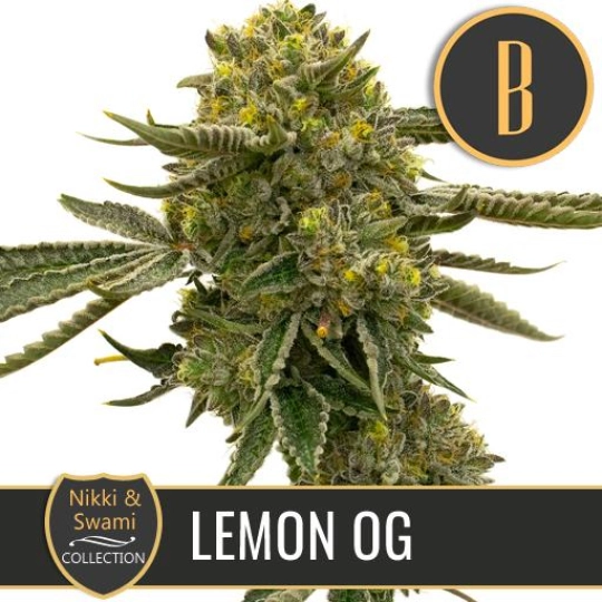 Nikki Swamis Lemon OG – BlimBurn Seeds – Feminisiert