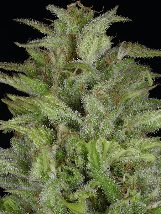 Don Gelato Auto – Don Avalanche – Autoflowering