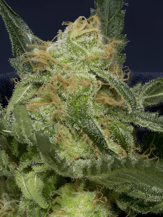 Don Gorilla Glue Auto – Don Avalanche – Autoflowering