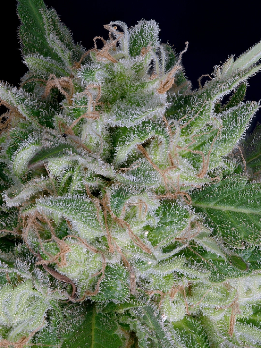 Don OG Kush Auto – Don Avalanche – Autoflowering