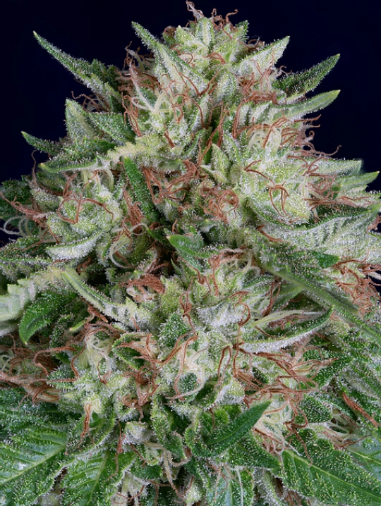 Don AK Auto – Don Avalanche – Autoflowering