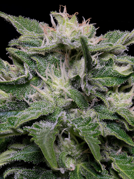 Don Blueberry Auto – Don Avalanche – Autoflowering