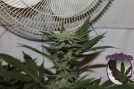 FEMINISED LINE 4G Feminized Seeds Purple Caper Seeds