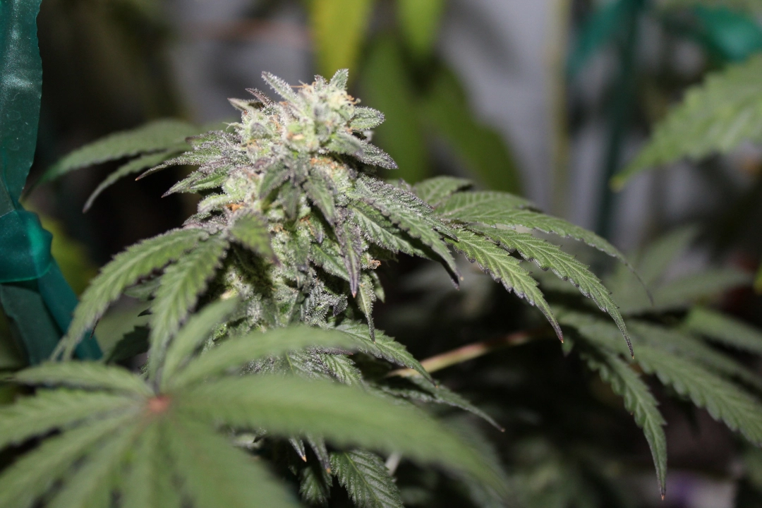 FEMINISED LINE Gelato X – Purple Caper Seeds – Feminisiert