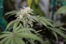 FEMINISED LINE Gelato X Feminized Seeds Purple Caper Seeds