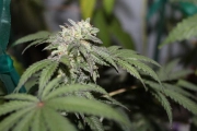FEMINISED LINE Gelato X Feminized Seeds Purple Caper Seeds
