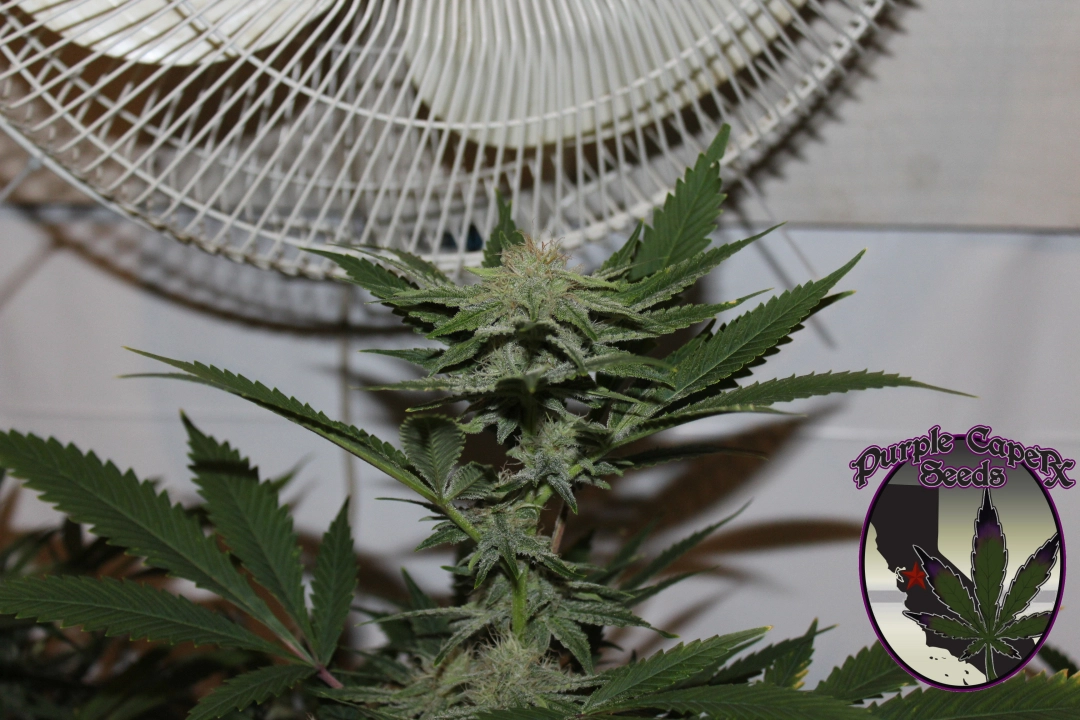 GOLD LINE 4G – Purple Caper Seeds – Regulär